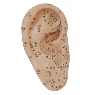 HUFY4455 17 公分耳朵穴區模型 ( 中文 )