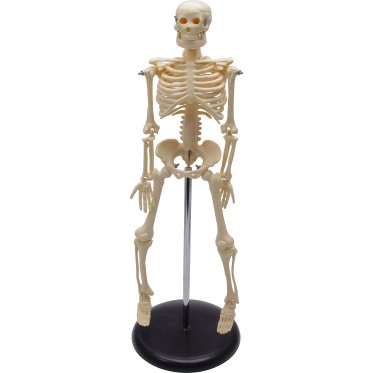 HUFY4513 Human Skeleton Model 45 cm