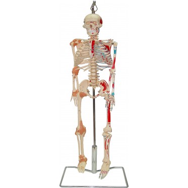 HUFY4537 Human Skeleton Model 85 cm