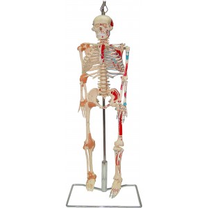 HUFY4537 85 公分骨骼模型