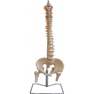HUFY4550 168 公分身高尺碼脊椎盤骨及股骨連神經線 ( 脊椎高 85 cm )