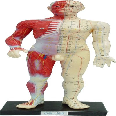 HUFY4447 人體解剖針灸模型 ( 中文 ) 60 公分