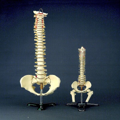 HUFY4515 168 公分身高尺碼 脊椎盤骨連神經線 ( 脊椎高 75 cm )