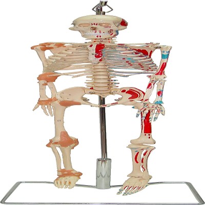 HUFY4537 85 公分骨骼模型